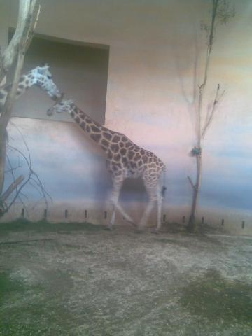 Žirafa_03